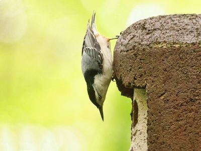 birds