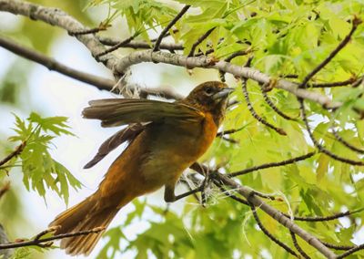 Oriole Nest  