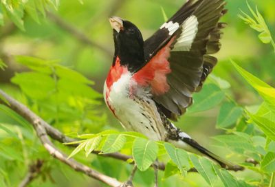 birds
