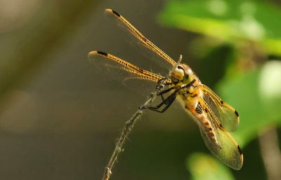 Insects, Reptiles and Fish etc