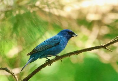 Indigo Bunting