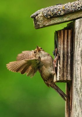 House Wren  