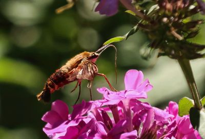 Hummingbird Moth 