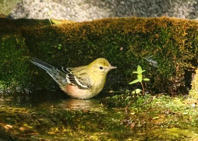 Bay-breasted Warbler 