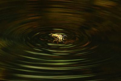 Insects, Reptiles and Fish etc