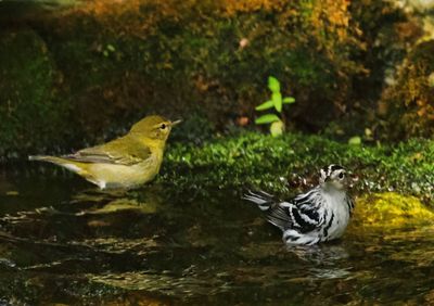 birds