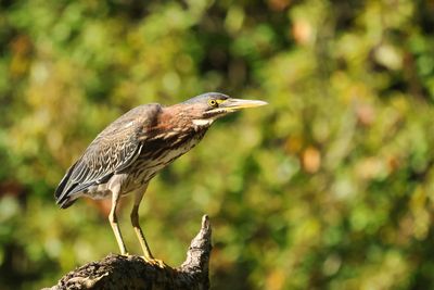 Green Heron 2