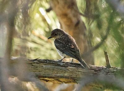 Young Bluebird 