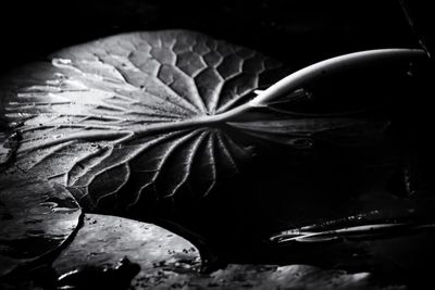 Lily Pads 