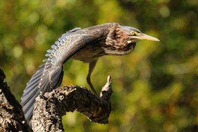 Green Heron 3 