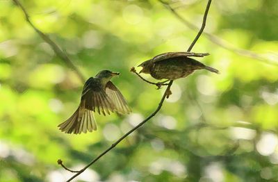 Feeding a Cowbird  