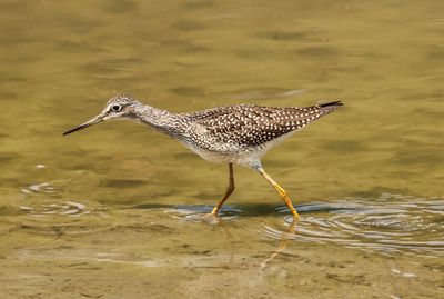 Greater Yellowlegs 