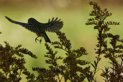 birds