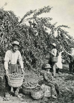 Down on the Farm