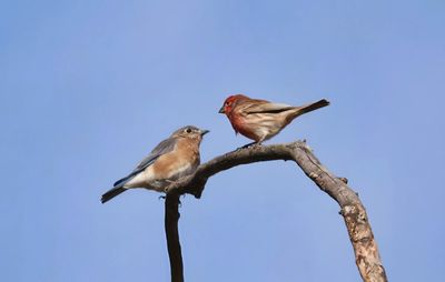 Fur, Feather, Scales and Skin