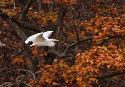 Egret in the Fall 