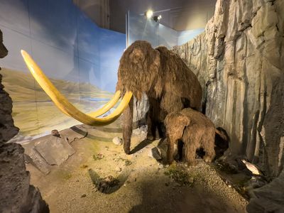 Wooley Mammoth diarama - Cardiff Museum