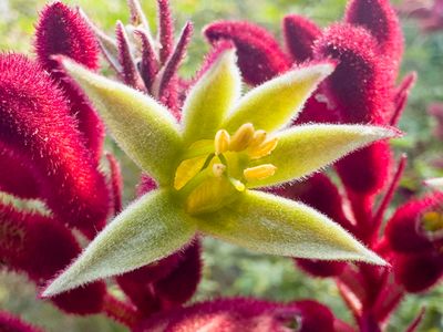 Kangeroo Paw Anigozanthos 'Big Red' - Haemodoraceae - Mediteranean biome