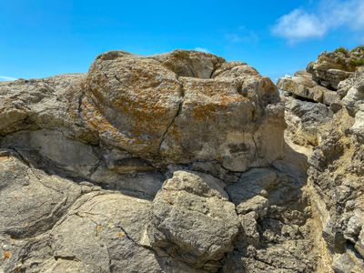Fossil Forest Lulworth