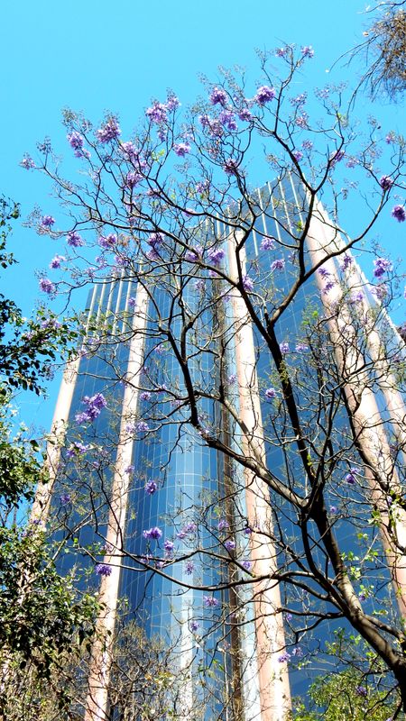 Jacaranda 5