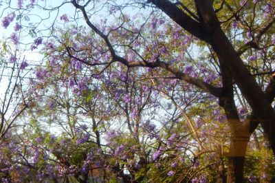 Jacaranda 2