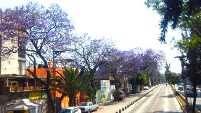 Jacaranda 3