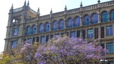 Jacaranda 4