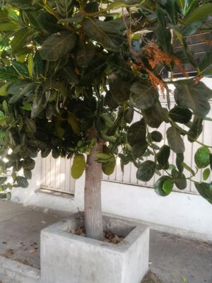 Jackfruit tree on the sidewalk