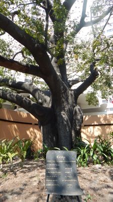 350 year old tree