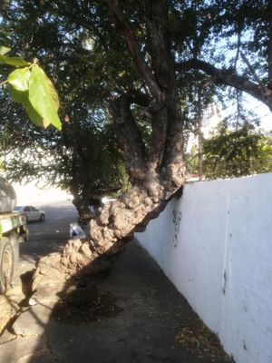 Illegal tree