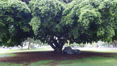 Natural shelter for the homeless