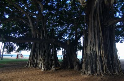 Huge old trees on the beach