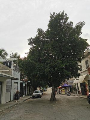 A jaywalking tree