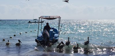 Very human friendly pelicans