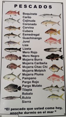 Abundance of Caribbean fish