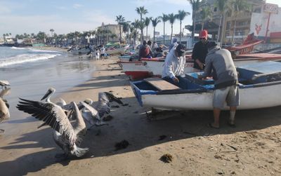 Pelicans waiting for handout from fishermen