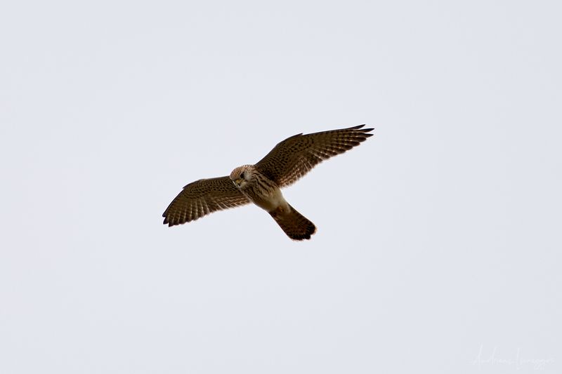 Turmfalke am Hohneck 2022