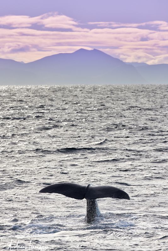 Pottwal vor Andenes - Andya, Norwegen November 2022