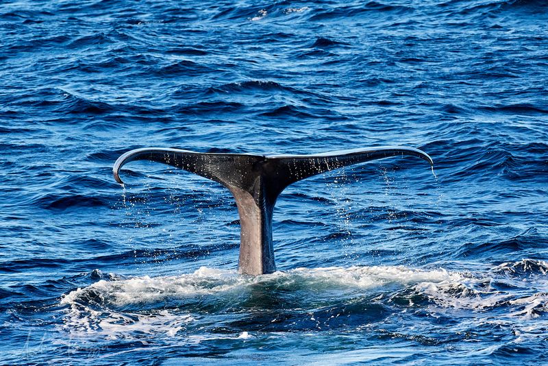 Pottwal vor Andenes - Andya, Norwegen November 2022