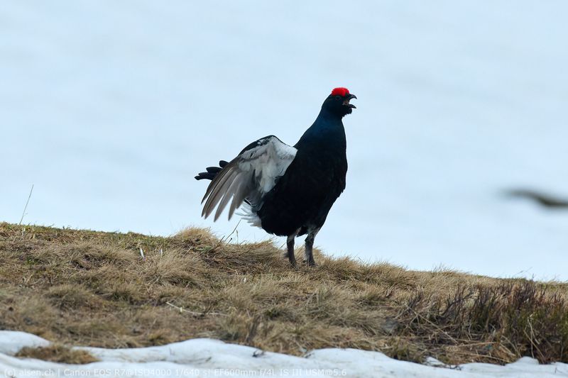 Birkhahn