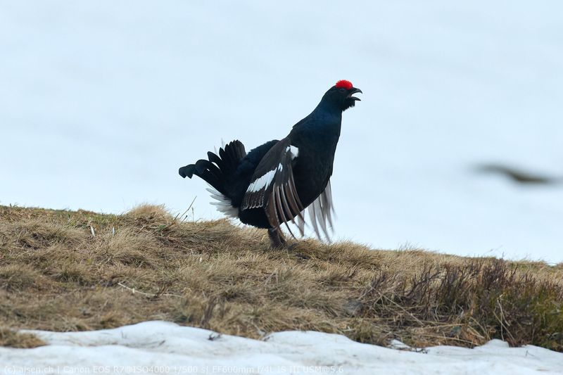 Birkhahn