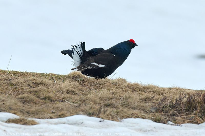 Birkhahn