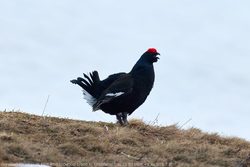 Birkhahn