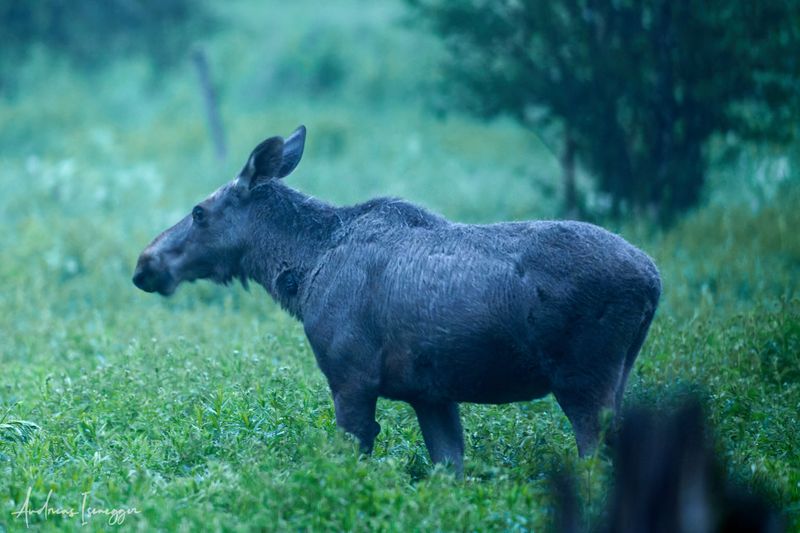Elch - Moose