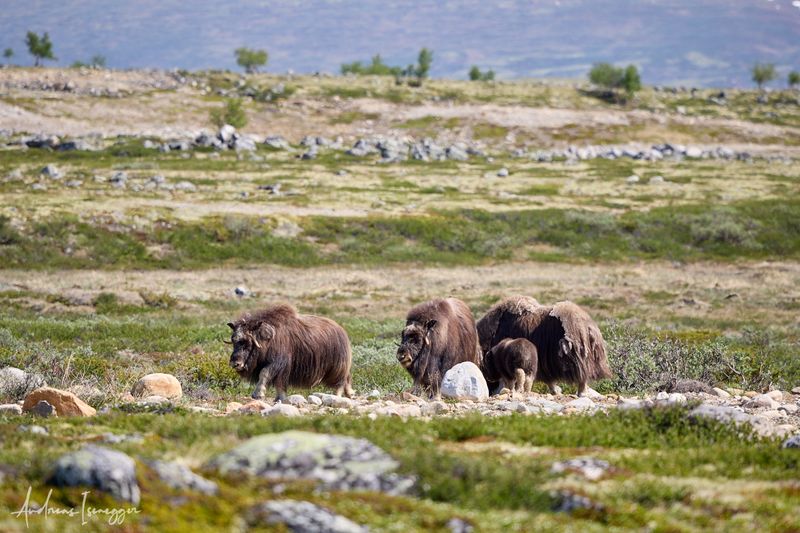 Moschusochse - Musk Ox