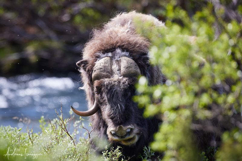 Moschusochse - Musk Ox