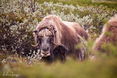 Moschusochse - Musk Ox