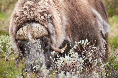 Moschusochse - Musk Ox