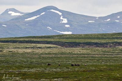 Moschusochse - Musk Ox