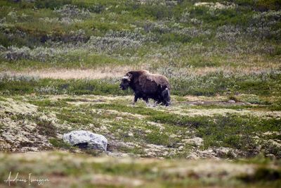 Moschusochse - Musk Ox